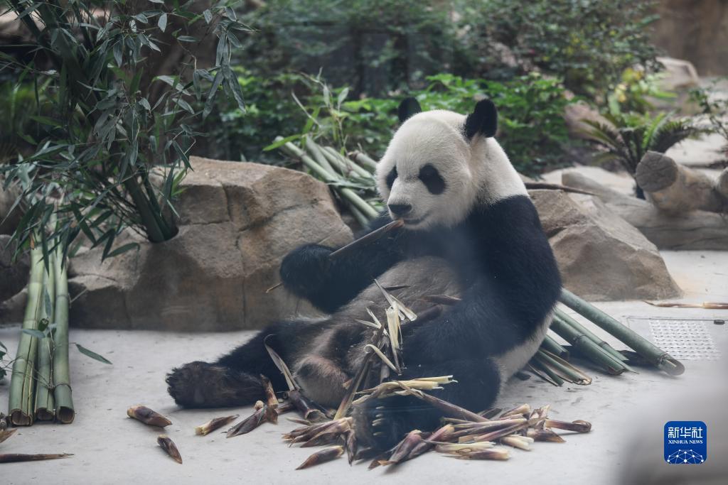 可吸式捕鱼发电机后级